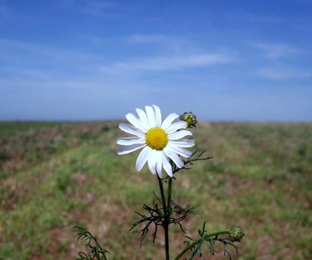 Biodiversitätsindex für Firmengelände im Land Bremen | © Angie525A