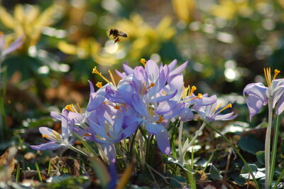 Förderprogramm für das Imkern in der Seestadt | © Projektförderung Heimische Imkerei und Förderung der Biodiversität startet mit neuer Vergaberunde Förderprogramm für das Imkern in der Seestadt | © Projektförderung Heimische Imkerei und Förderung der Biodiversität startet mit neuer Vergaberunde