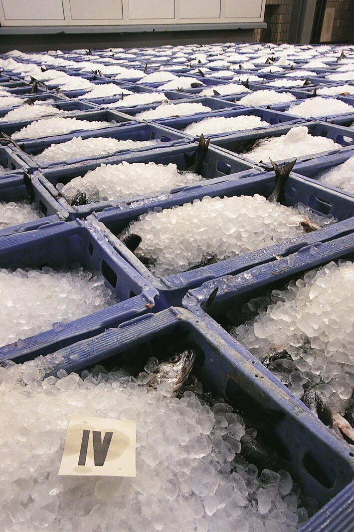 Förderung innovativer Kälte- und Klimaanlagen | © Kutterfisch Förderung innovativer Kälte- und Klimaanlagen | © Kutterfisch