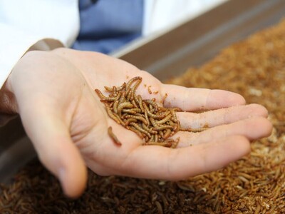 Forschung zu Forellenfutter aus lokalen Ressourcen | © Mehlkäfer Forschung zu Forellenfutter aus lokalen Ressourcen | © Mehlkäfer