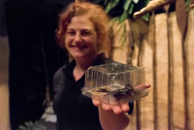 Krabbelige Mitbringsel und stachelige Fracht | © Fund beim Zoll: Dieser Skorpion kam mit einer Holzlieferung aus Asien Krabbelige Mitbringsel und stachelige Fracht | © Fund beim Zoll: Dieser Skorpion kam mit einer Holzlieferung aus Asien